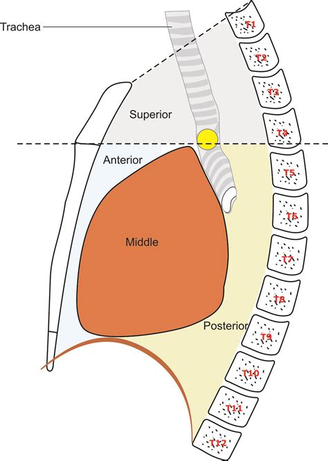 Techniques of Linear Endobronchial Ultrasound | IntechOpen