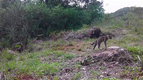 Parque Estadual Dos Tr S Picos Flagra Dois Gatos Do Mato Em V Deo