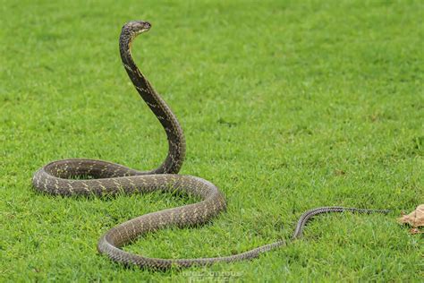 King Cobra In April 2016 By Artur Tomaszek INaturalist