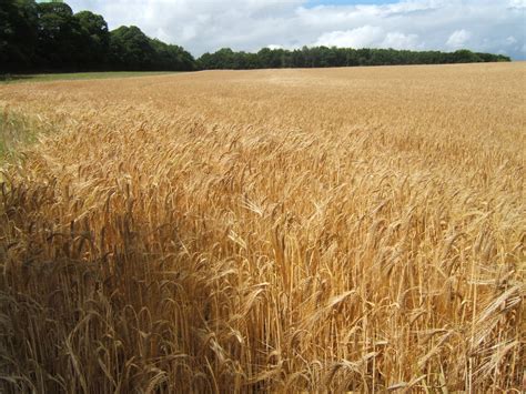 Barley View L Farm - Lockley Farm