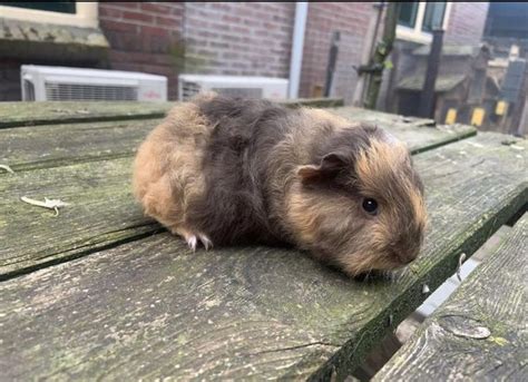 Pin Van Anjo Heusingveld Gerritsen Op Ch Teddy Guinea Pig Cavia Cavia