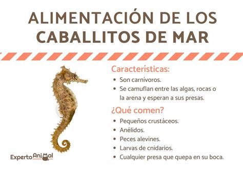 Qu Comen Los Caballitos De Mar Tipo De Alimentaci N