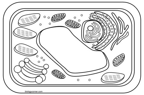 Blank Cell Diagram Printable Blank Plant Cell Diagram Printable Free