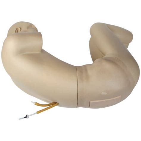 Anatomy Lab Adult Lumbar Puncture Simulator — Pristine Medical