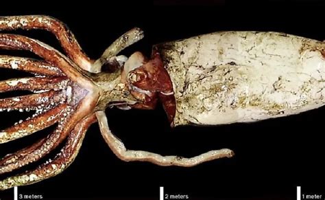 Giant Squids Sea Monsters In Real Life Worldatlas Otosection