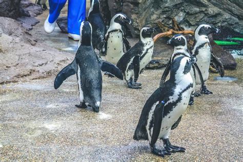 Group of Galapagos Penguins in Kyoto Aquarium 11 April 2012 Stock Image ...