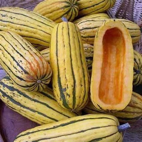 Winter Squash Seeds for sale | Vegetable Garden Seeds