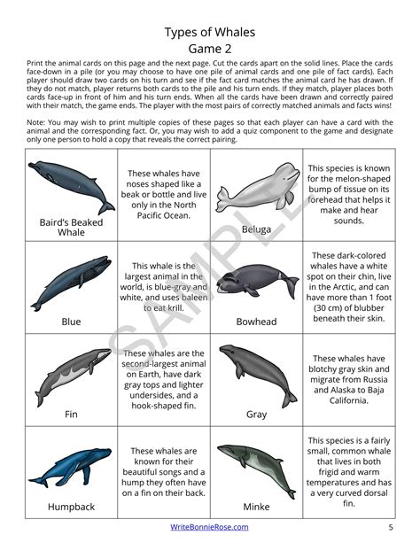 Types of Whales Matching Game | Made By Teachers