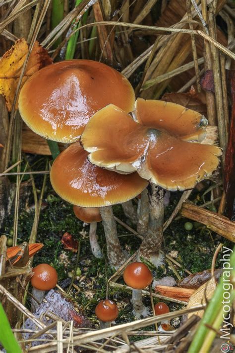 Psilocybe Azurescens Spore Print | Inoculate the World