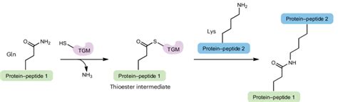 Biochemistry Of The Isopeptide Bond Formation Mediated By