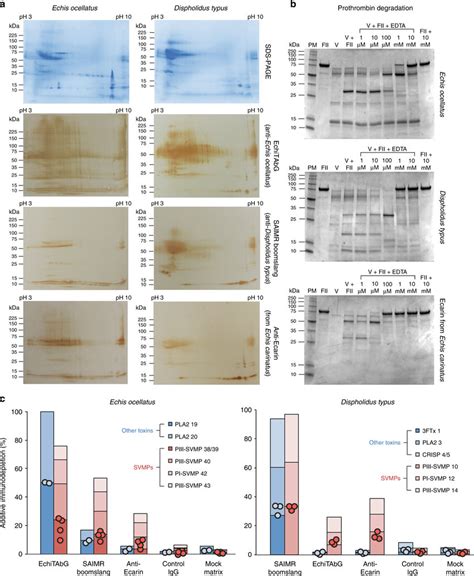 The Immunological Cross Reactivity And Neutralisation Of Echis