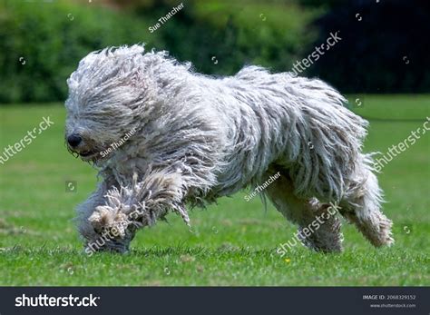 Hungarian sheepdog Images, Stock Photos & Vectors | Shutterstock