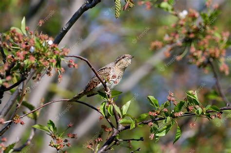 Premium Photo | Male eurasian wryneck