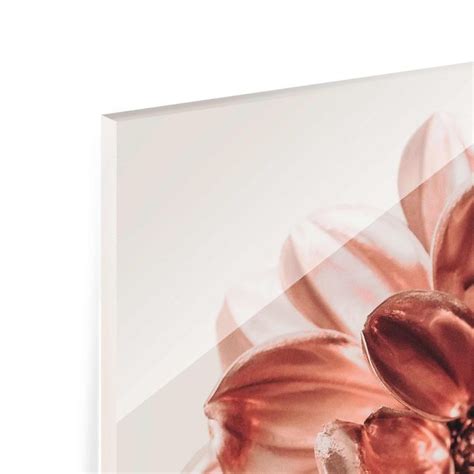 Dahlie Rosegold Rosa Zentriert Glasbild Als Quadrat Bilderwelten