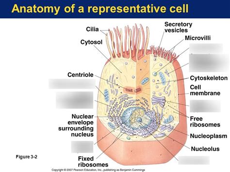 Cell Structure and Function (Membranous cell organelles) Diagram | Quizlet