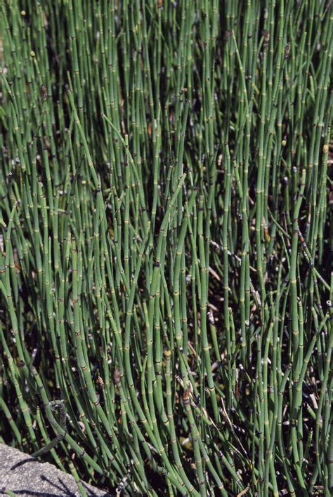 Free picture: up-close, invasive, plant, bamboo, grass