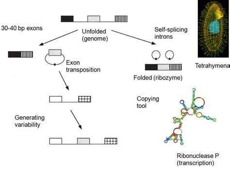 Model Of Putative Ancestral Rna Gene With Intron Exon Structure Type I Download Scientific