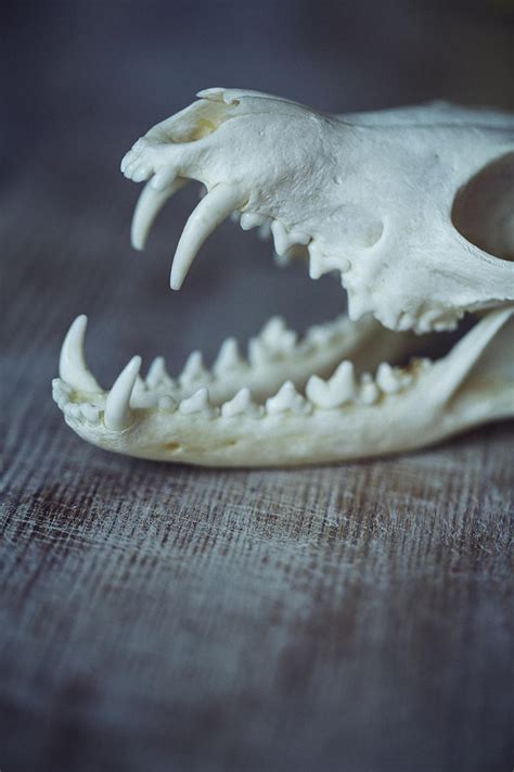 Fox Skull Photograph By Art Of Invi Fine Art America