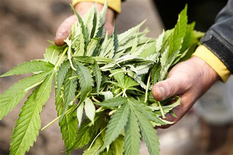 Top Questions Fr Quemment Pos Es Sur La Culture Du Cannabis La