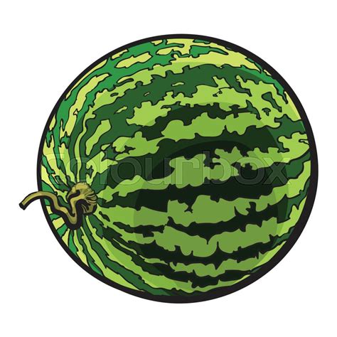 Watermelon Drawing At Getdrawings Free Download