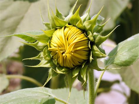 Girasol Capullo De La Flor Foto Gratis En Pixabay Pixabay