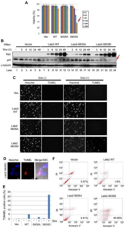 Phosphorylated Lats2 Degrades P21 Activates Caspase 3 And Induces