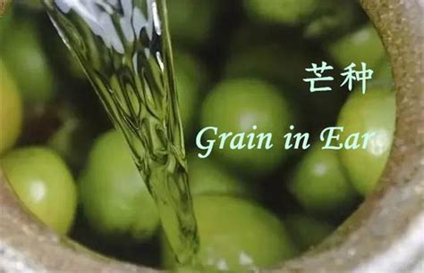 Solar Terms Things You Must Know About Grain In Ear