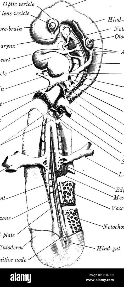 A Laboratory Manual And Text Book Of Embryology Embryology 66 The