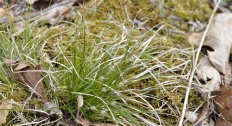 Telling Apart Grasses Sedges Rushes Grasses At A Glance Illinois