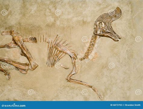 Dinosaur Fossils stock image. Image of alberta, paleontology - 6873703