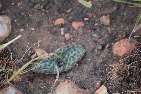 Flat Leaved African Hyacinth From Carletonville South Africa On