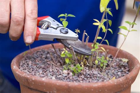 How To Prune Plants Bbc Gardeners World Magazine