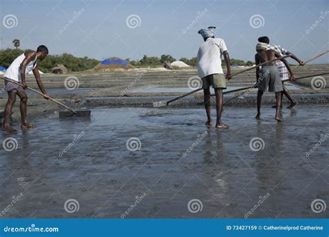 Documentary Image Editorial Salt Field Worker India Editorial Stock