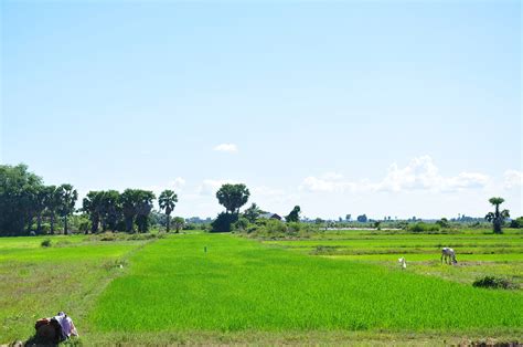 Crf Strives To Boost Rice Exports To China The Cambodia Daily