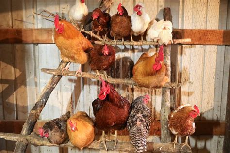 Chicken Roost Designs Two Simple DIY Ladder Perch Ideas From