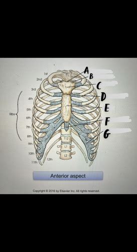 Ch Bony Thorax Flashcards Quizlet