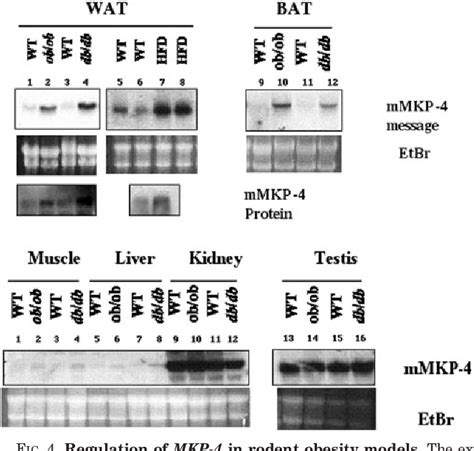 Figure 1 From Dual Specificity Mitogen Activated Protein MAP Kinase