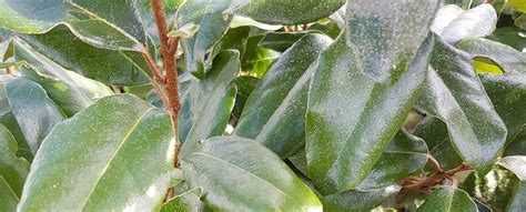 Elaeagnus Hedging | Hedging UK