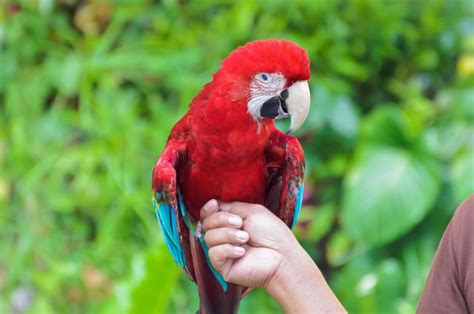 Green Winged Macaw 16736691 Stock Photo at Vecteezy