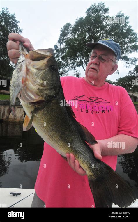 Giant Largemouth Bass Grow Big In Florida S St Johns River And