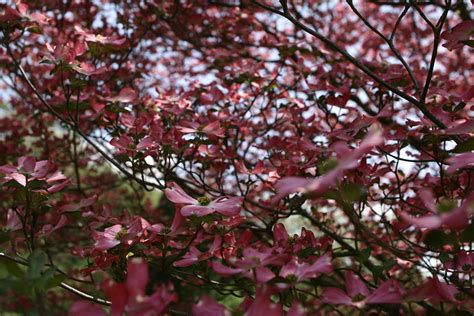 Big Dogwood Tree Flowers Trees Free Nature Pictures By Forestwander