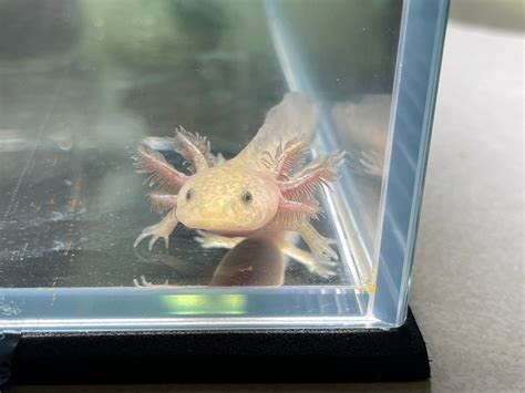 Copper Axolotl – Louisville Axolotls