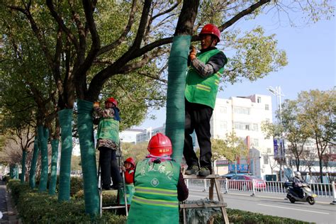 东台市住建局多举措推进城市冬季绿化管护 盐城新闻网