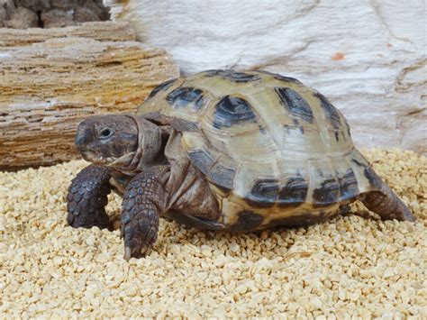 Russian Tortoise - Habitat, Care, Diet, Facts - VIVO Pets