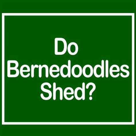 Do Bernedoodles Shed Ultimate Guide To Best Non Shedding Bernedoodles