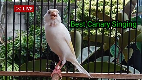 Live Canary Singing Training Song Episode 243 This Training Song