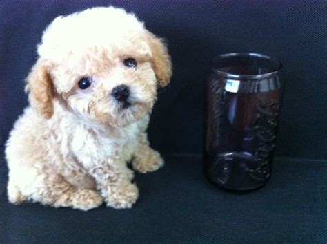 Teacup Toy Poodles for sale – Dog Kennel