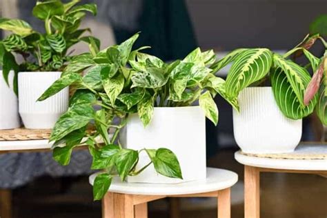 Marble Queen Pothos Care Successful Plant Growing Guide