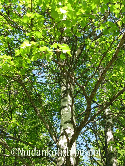 Noidankoto; Valkosipulia ja Salviaa: Koivu (Betula)