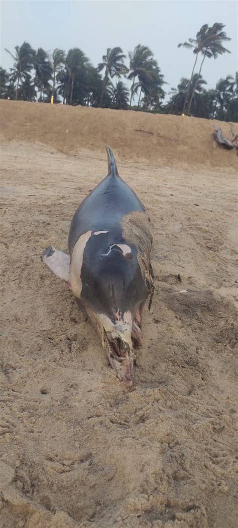 Sightings And Strandings Marine Mammal